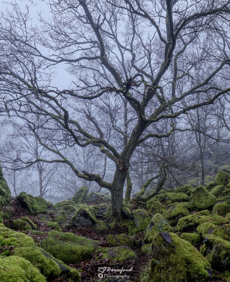 Twisted Oak in Mist