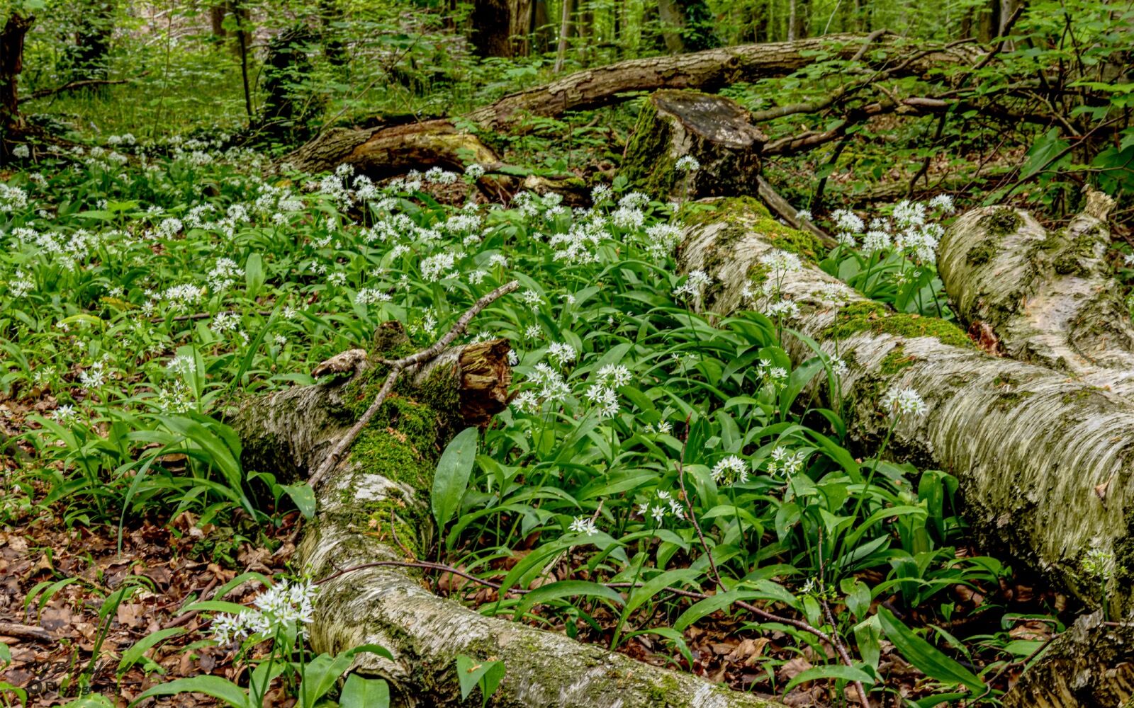 Whitwell Wild Garlic