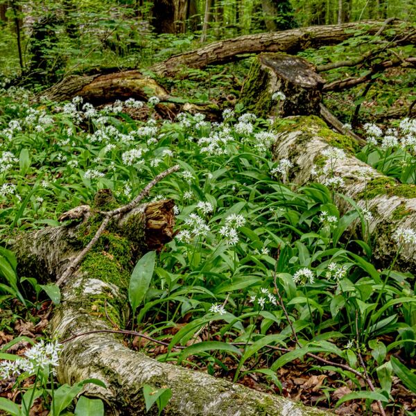 Whitwell Wild Garlic