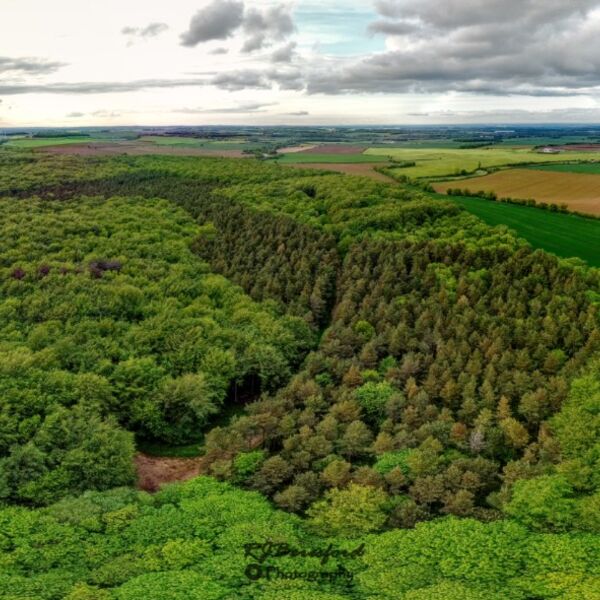 Whitwell Woods from Above