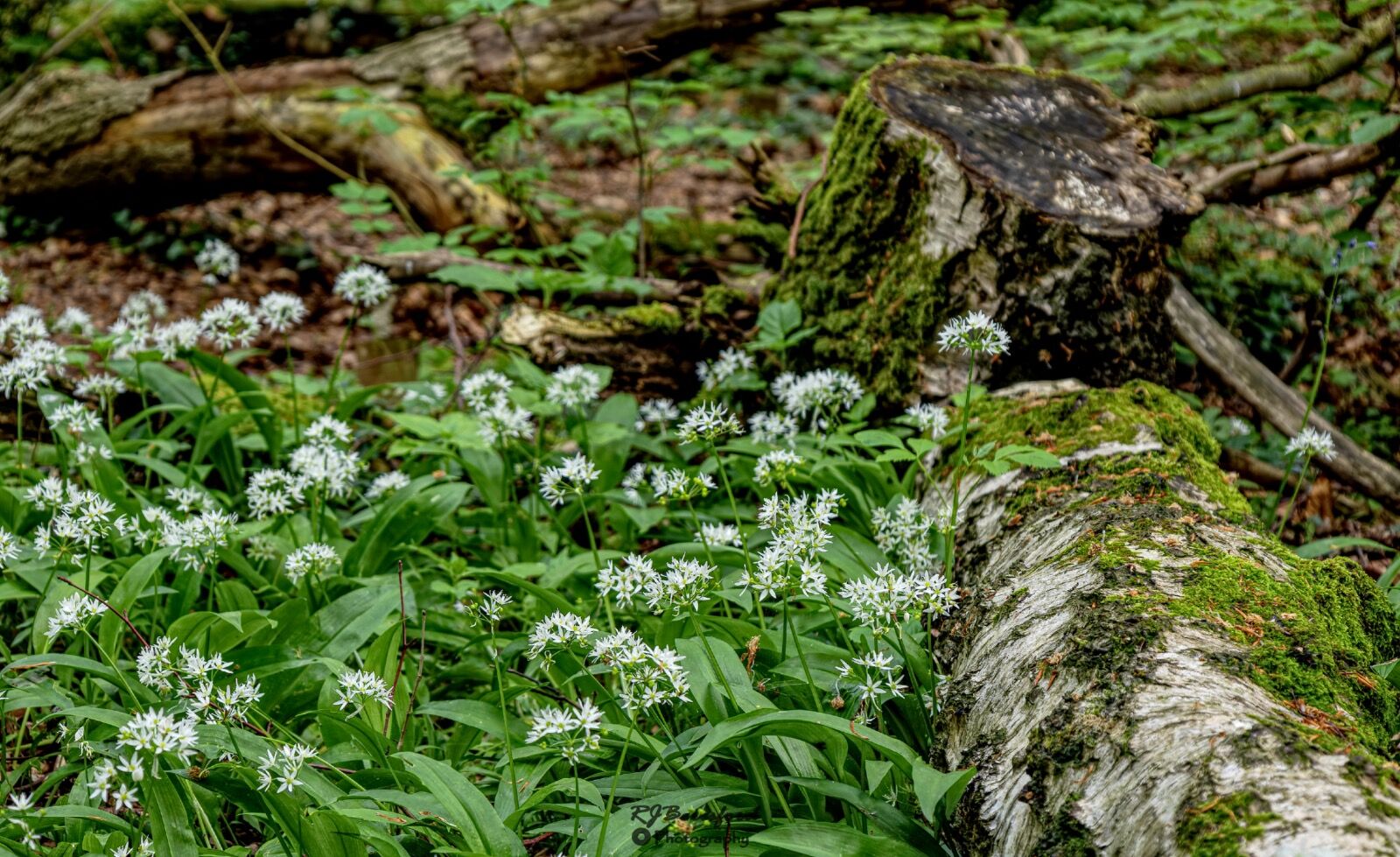 Wild Garlic