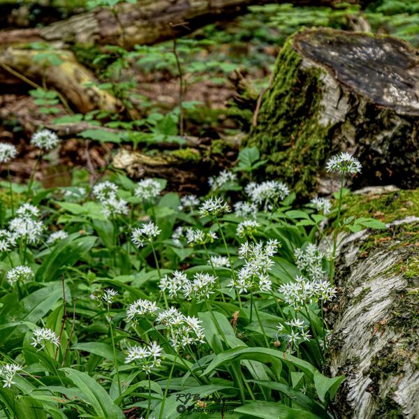 Wild Garlic