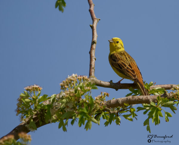 Yellowhammer