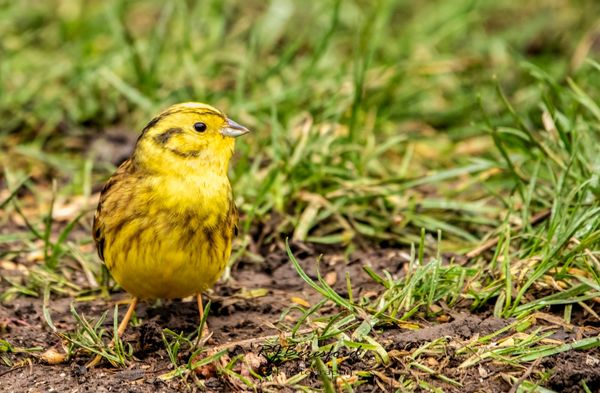 Yellowhammer