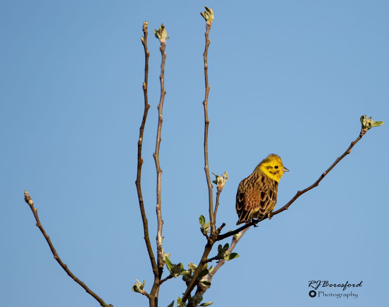 Yellowhammer