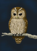 Tawny Owl