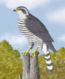 Goshawk