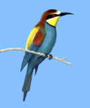 Bee-eater