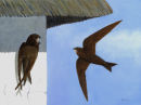 Swifts
