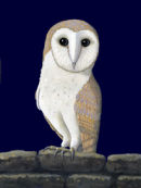 Barn Owl