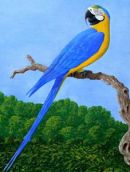 Blue and Yellow Macaw