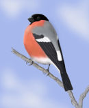 Bullfinch