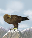 Golden Eagle
