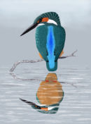 Kingfisher