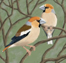 Hawfinches
