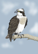 Osprey