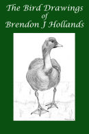 The Wildlife Drawings of Brendon J Hollands
