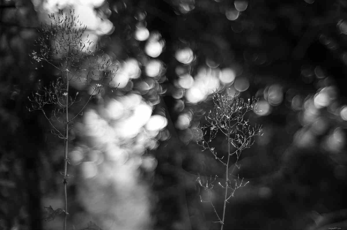 Black Light - The Darwin Tree