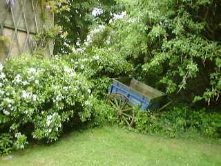 The Garden