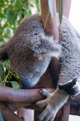 I Said Don't Look Down