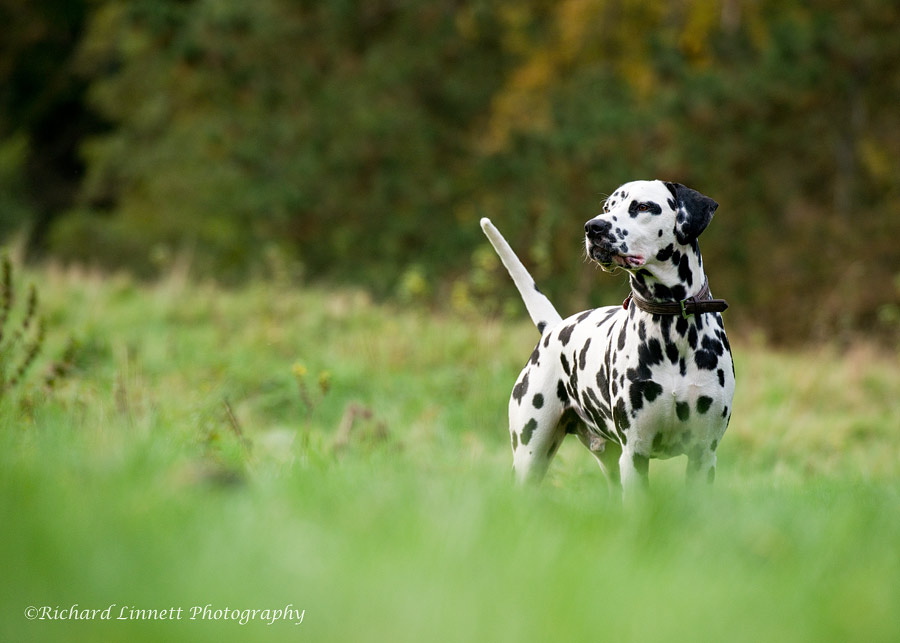Really at home on his regular walk