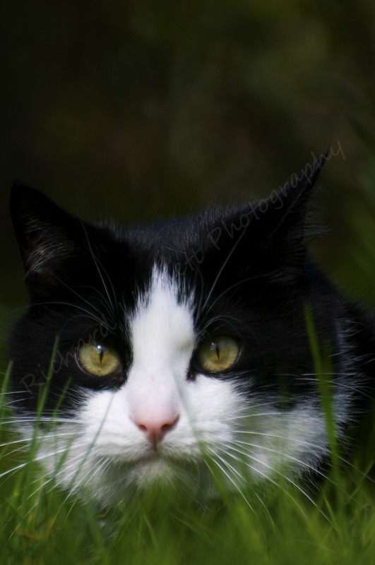 Lucky the hunter