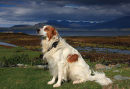 Dog on Skye