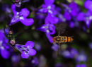 Hoverfly