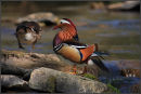 Pair of Mandarin Ducks