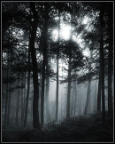 Mist, light, trees