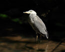 Wyre forest Heron