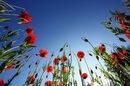 Bewdley Poppy field
