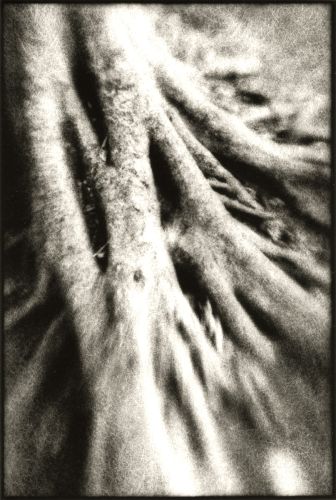 Roots