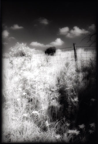 Grazing