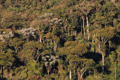 Rainforest