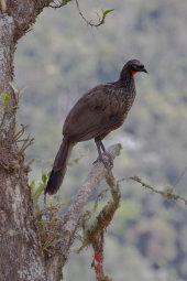 Dusky-legged guan