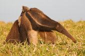 Giant anteater