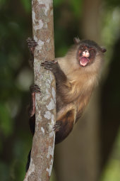 Black-tailed marmoset