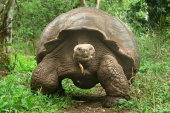 Giant tortoise