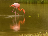 Greater flamingo