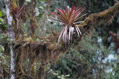 Bromeliad