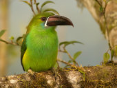Crimson-rumped toucanet