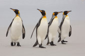 King penguins