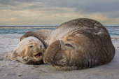 Southern elephant seals