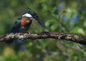 Amazon kingfisher
