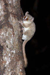 Grey mouse lemur