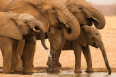African elephants