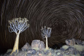 Quiver Trees and Star Trails