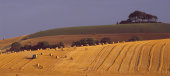 Harvest at Woodborough Hill