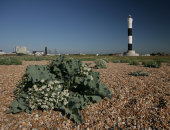 Dungeness